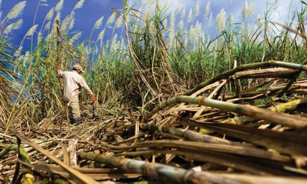 ¡Azúcar! Pero importada: Cuba, histórica reina del endulzante, ahora la importa de Francia