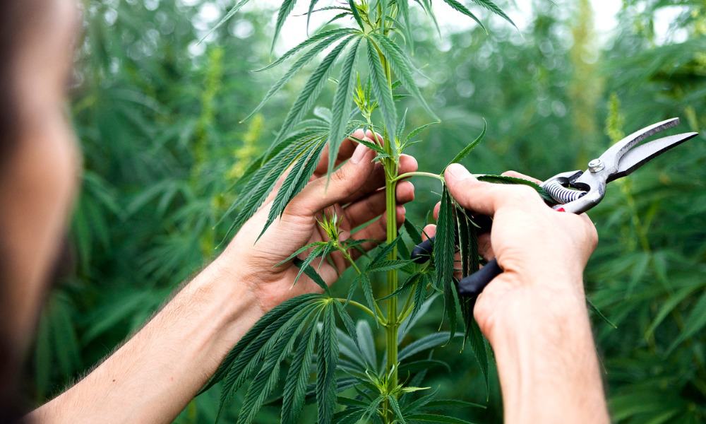 Los derechos individuales deben estar al centro de la legislación sobre cannabis: expertos
