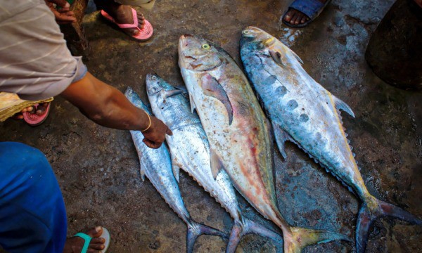 México pierde batalla de 10 años en OMC con EU por etiquetado de atún ‘dolphin safe’