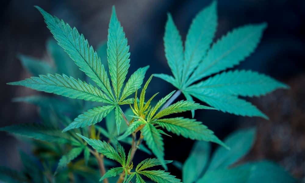 Mercado del cannabis legal crece a buen ritmo en Reino Unido