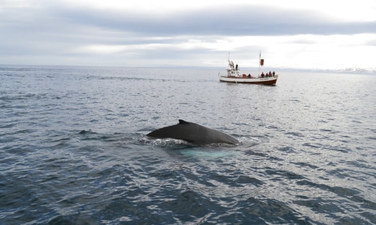 Japón retomará oficialmente la caza de ballenas a partir de julio de 2019