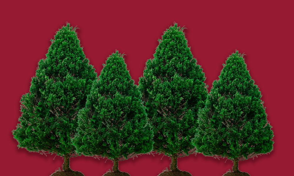 Vender árboles de Navidad vivos es un negocio mucho más rentable de lo que imaginas
