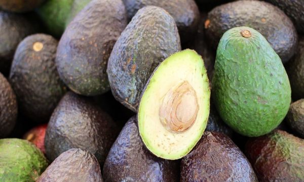 Estados Unidos y México llegan a acuerdo: reanudan inspección y exportación de aguacate