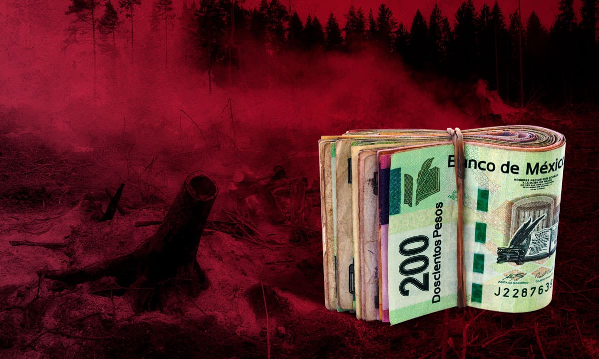 El costo de reforestar un bosque incendiado en México (y quién lo paga)