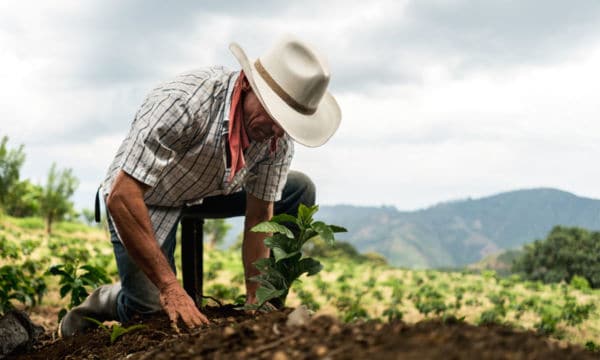 Sembrando Vida: la misión de revivir el campo enfrenta retos más grandes que los económicos