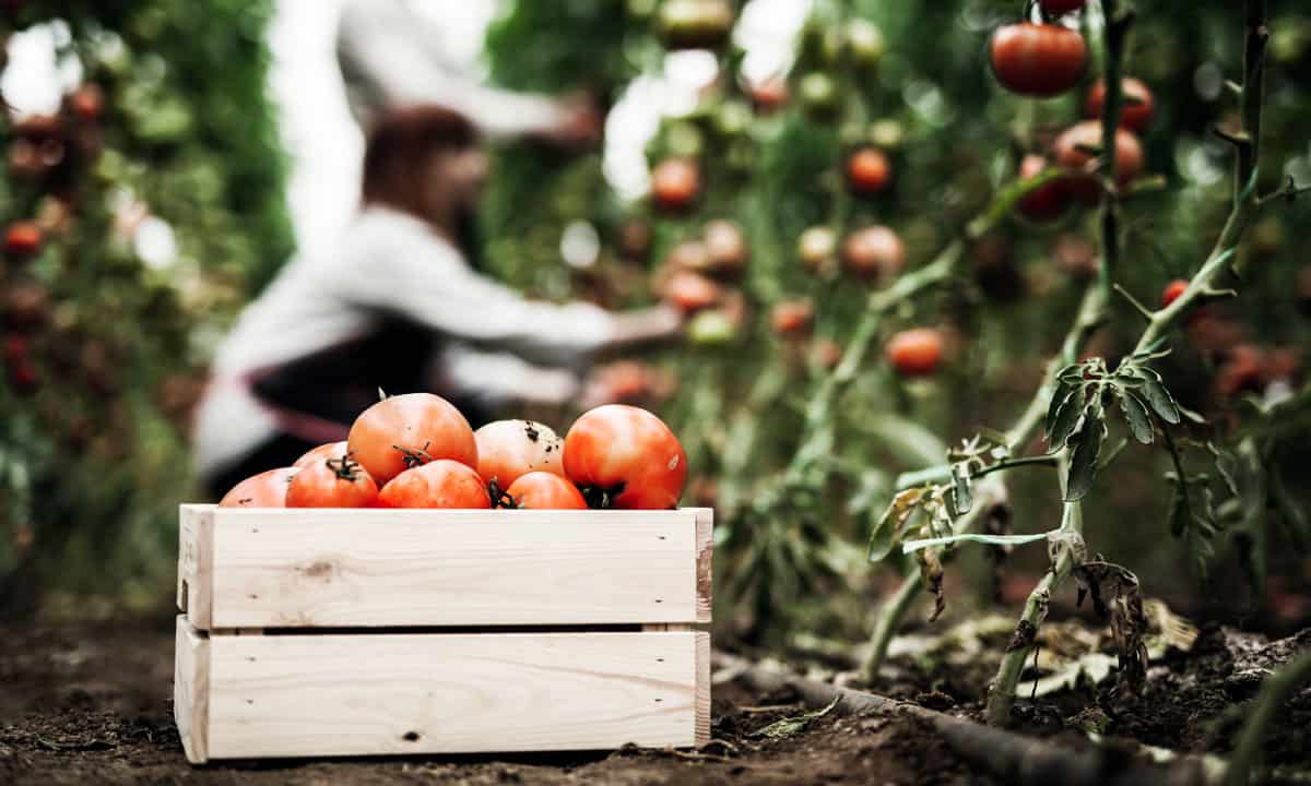 El conflicto tomatero amenaza con abrir la caja de Pandora de los salarios agrícolas de México