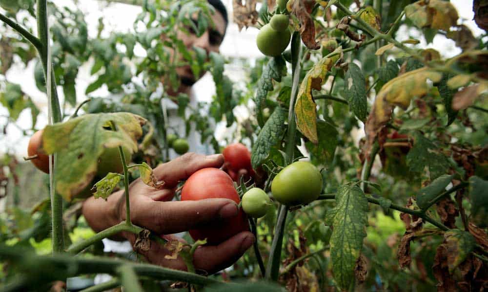 Arancel al tomate mexicano alienta migración de indocumentados, dice AMLO