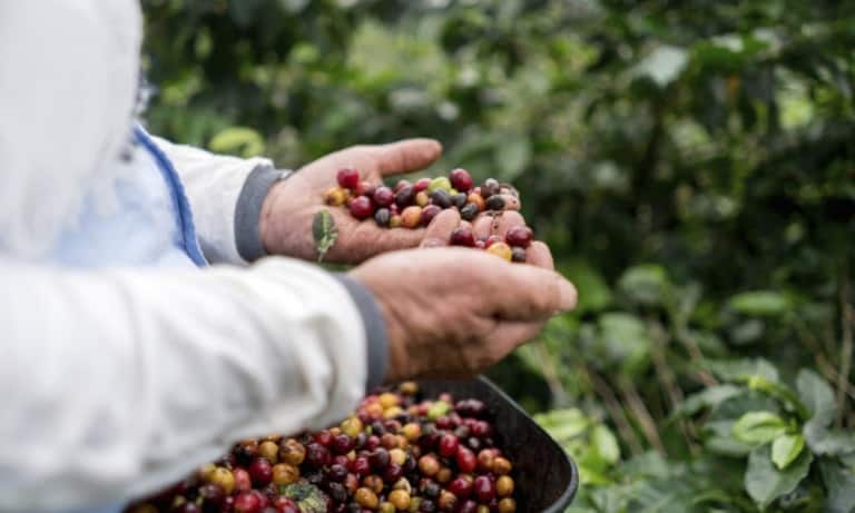 Futuros de granos de café se disparan 20% ante mayor demanda por aislamiento