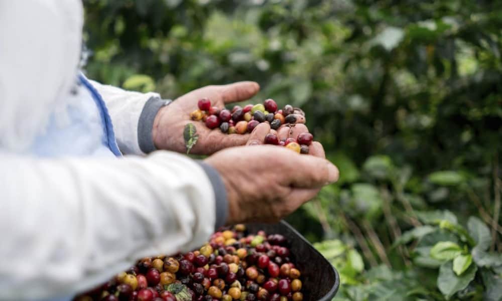 El problema de la migración y la caída en el precio del café: fenómenos que van de la mano