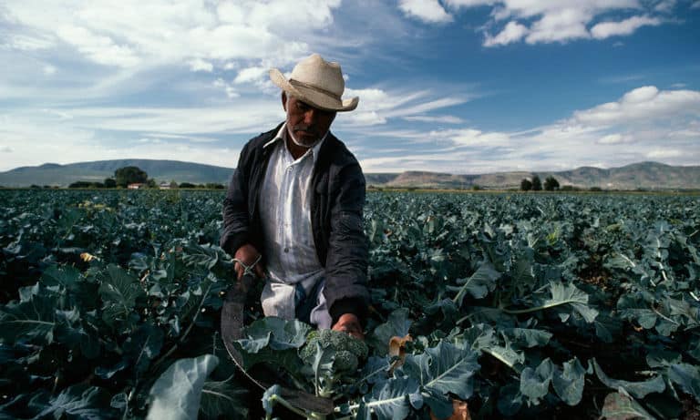 AMLO propone que Sembrando Vida se enfoque en producir alimentos básicos