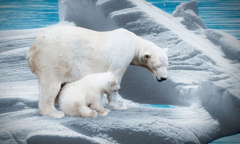 OCDE considera insuficiente la financiación para luchar contra cambio climático