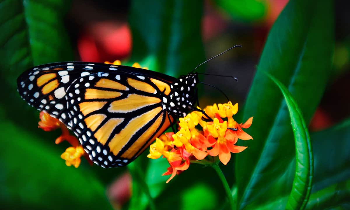 Mariposa monarca: un espectáculo natural que ayuda a la economía de las comunidades