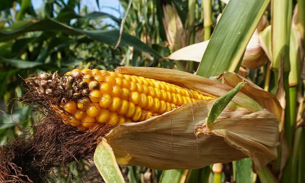 México realiza la quinta mayor compra de maíz en la historia de Estados Unidos