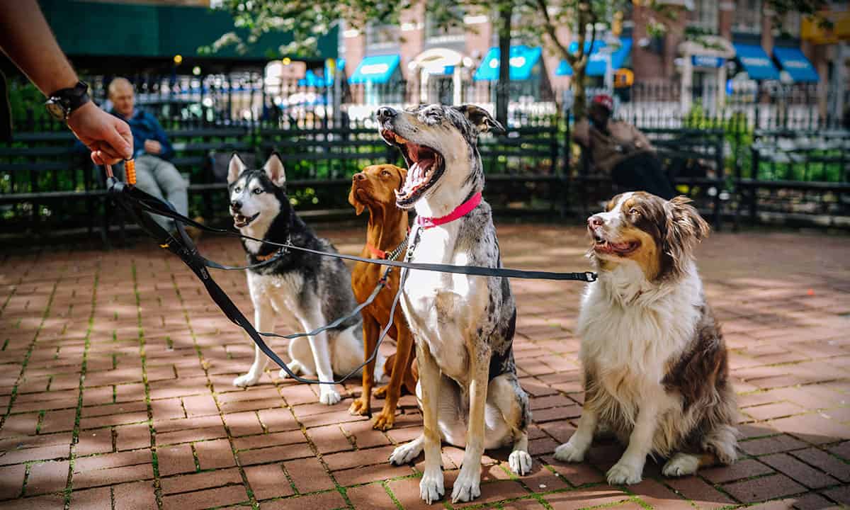 SoftBank vende su participación en Wag, la startup para pasear perros