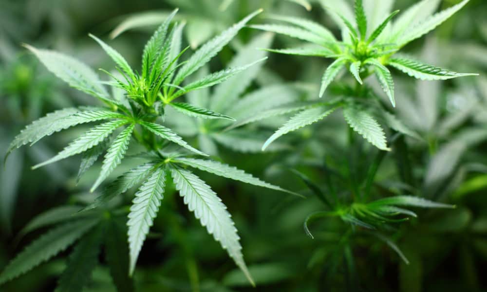 Aurora Cannabis reporta pérdidas trimestrales de 981 mdd y enfrenta caída en precio de marihuana
