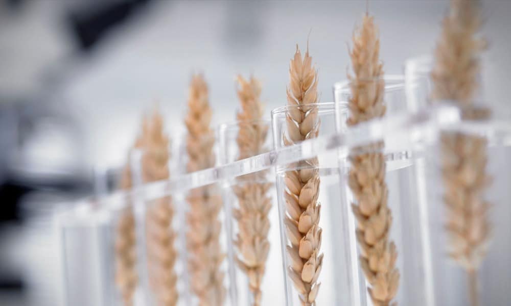 Argentina se convierte en el primer país que acepta venta de trigo transgénico