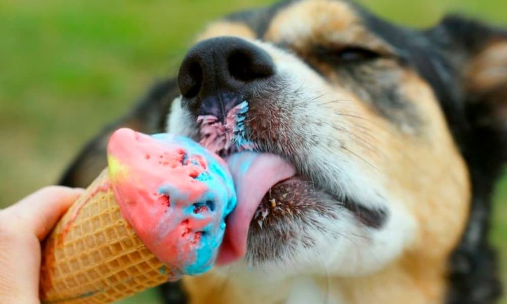 Ben & Jerry’s extiende su mercado hacia el de mascotas; lanza helado para perros
