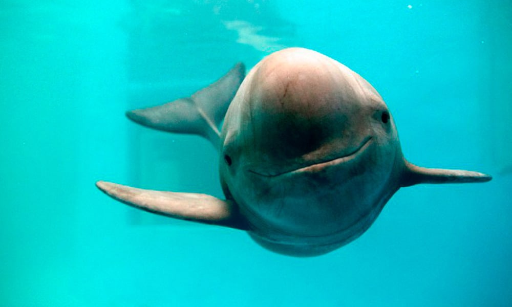 EU acusa a México de incumplir T-MEC por vaquita marina