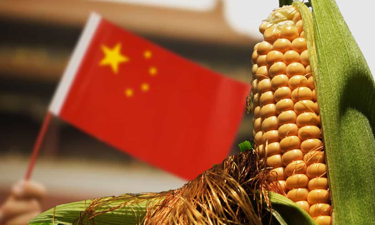 China prohíbe exportación de almidón de maíz; preocupa suministro