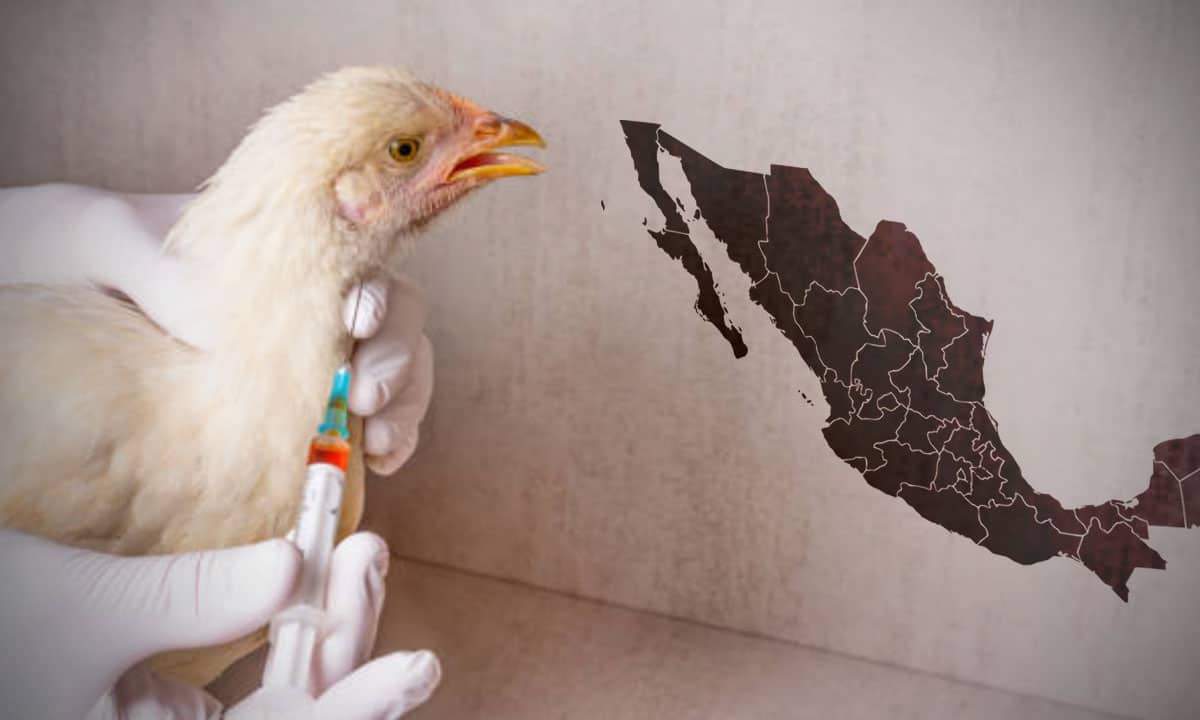 México inicia vacunación de aves para evitar propagación de influenza aviar