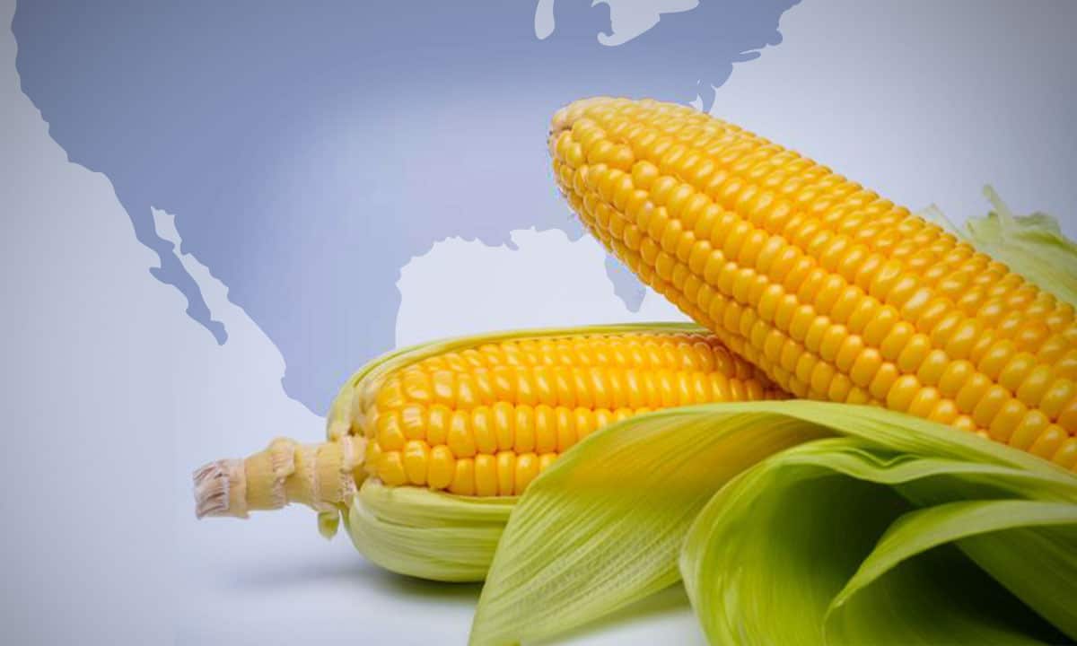 México y EU esperan concretar en enero un acuerdo sobre disputa maíz