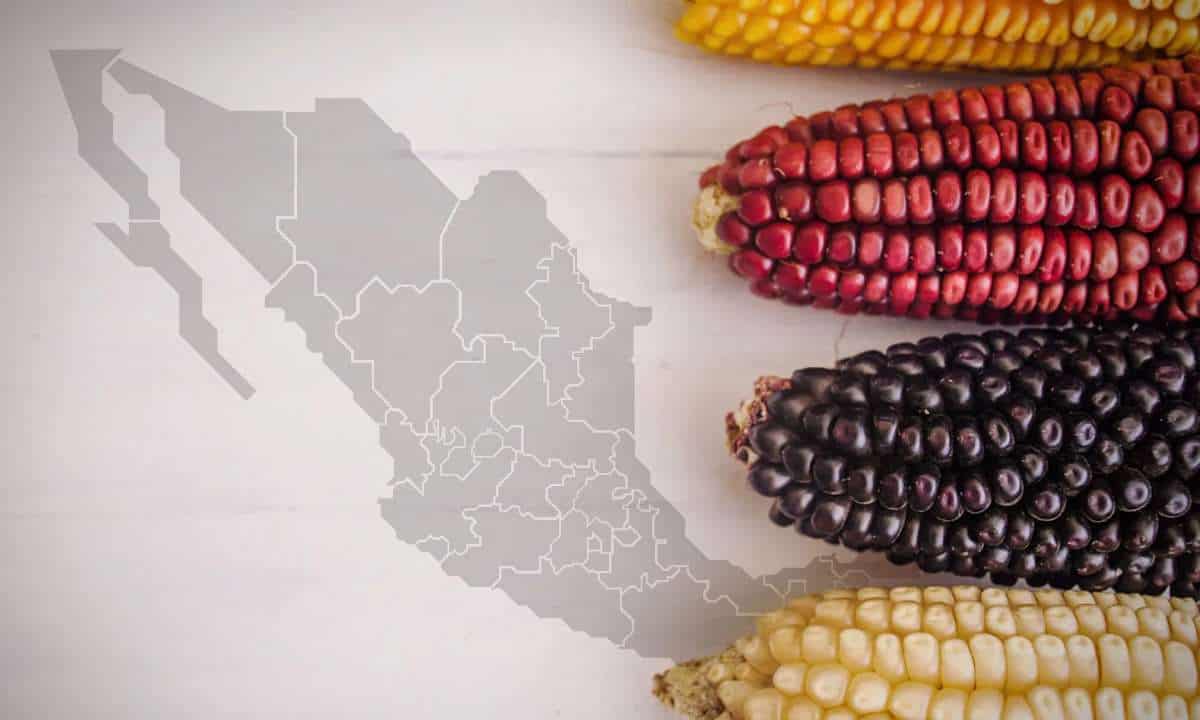 México prevé reducir entre 30% y 40% importaciones de maíz para 2024