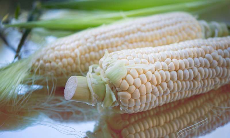 México busca blindar al maíz blanco con arancel de 50% a las exportaciones
