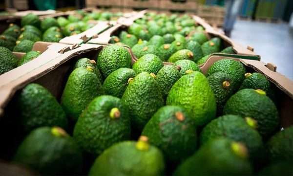 Exportación de aguacates crece 8.5% a 3,188 mdd en primeros 11 meses de 2022