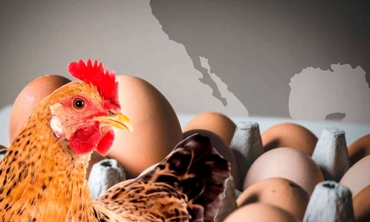 Inflación sigue empujando a estadounidenses a comprar huevo en México