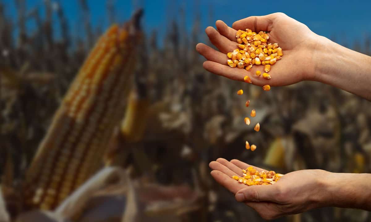 Disputa por maíz transgénico con México no lleva por sí misma a un compromiso: EU