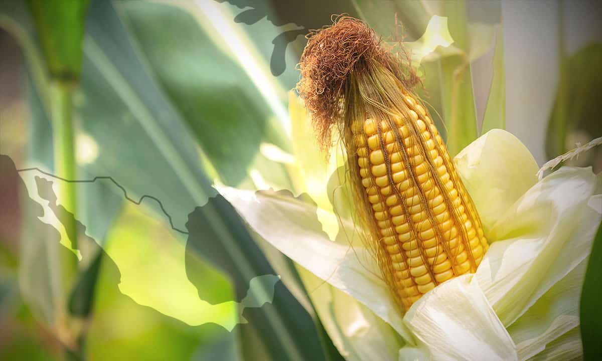 EU solicita consultas comerciales con México sobre disputa de maíz transgénico