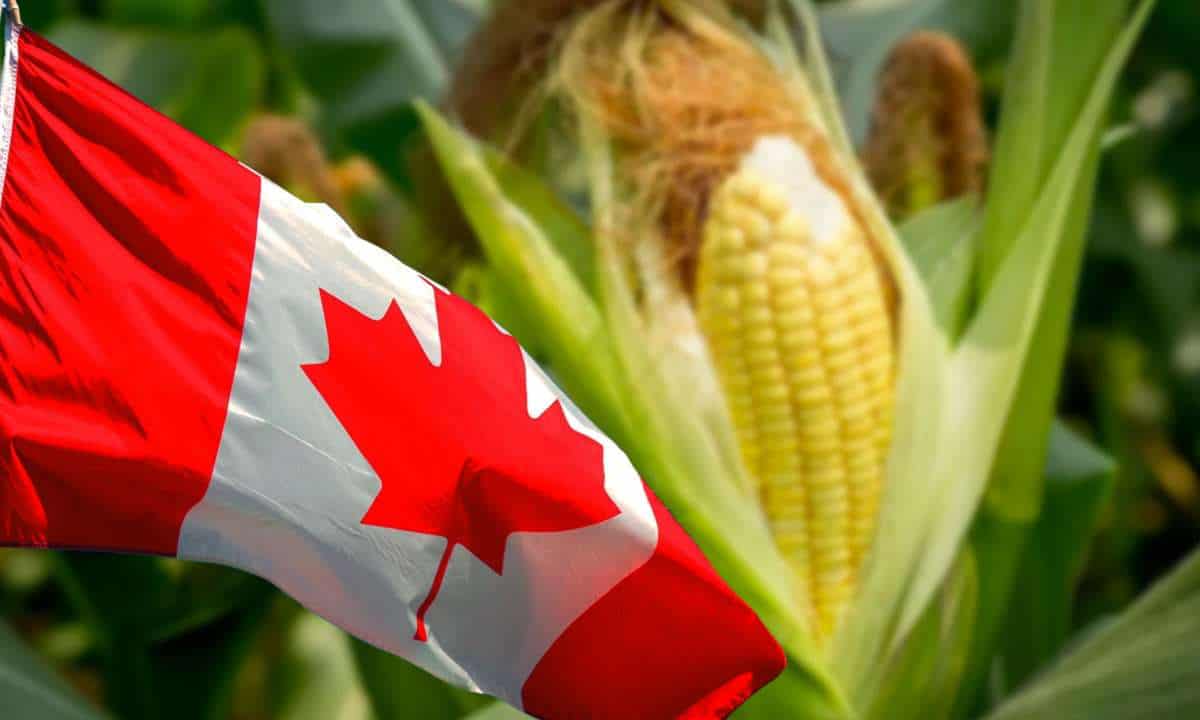 Canadá solicita consultas con México sobre prohibición del maíz transgénico