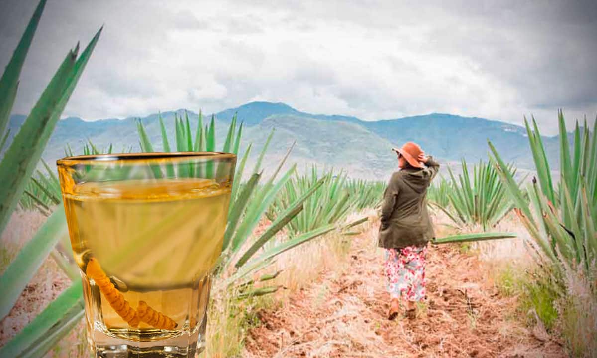 Mujeres dan impulso a las industrias del tequila y el mezcal