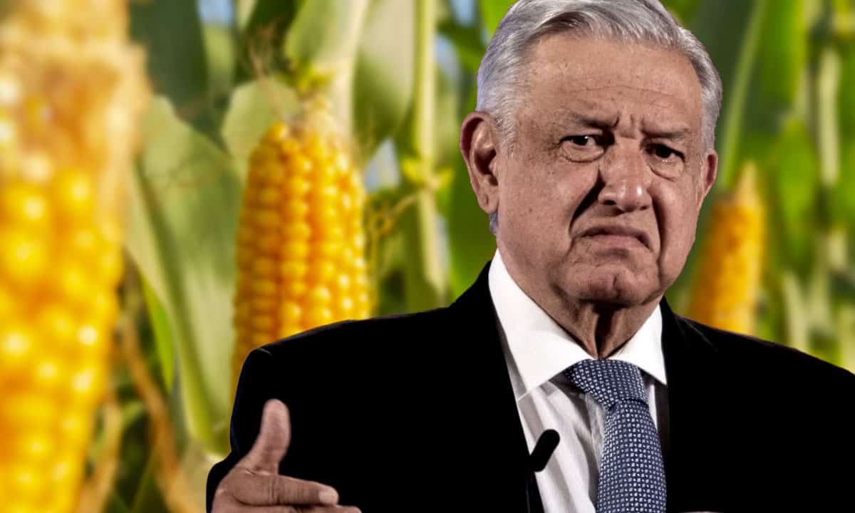 AMLO reitera que no permitirá el uso de maíz transgénico para consumo humano en México