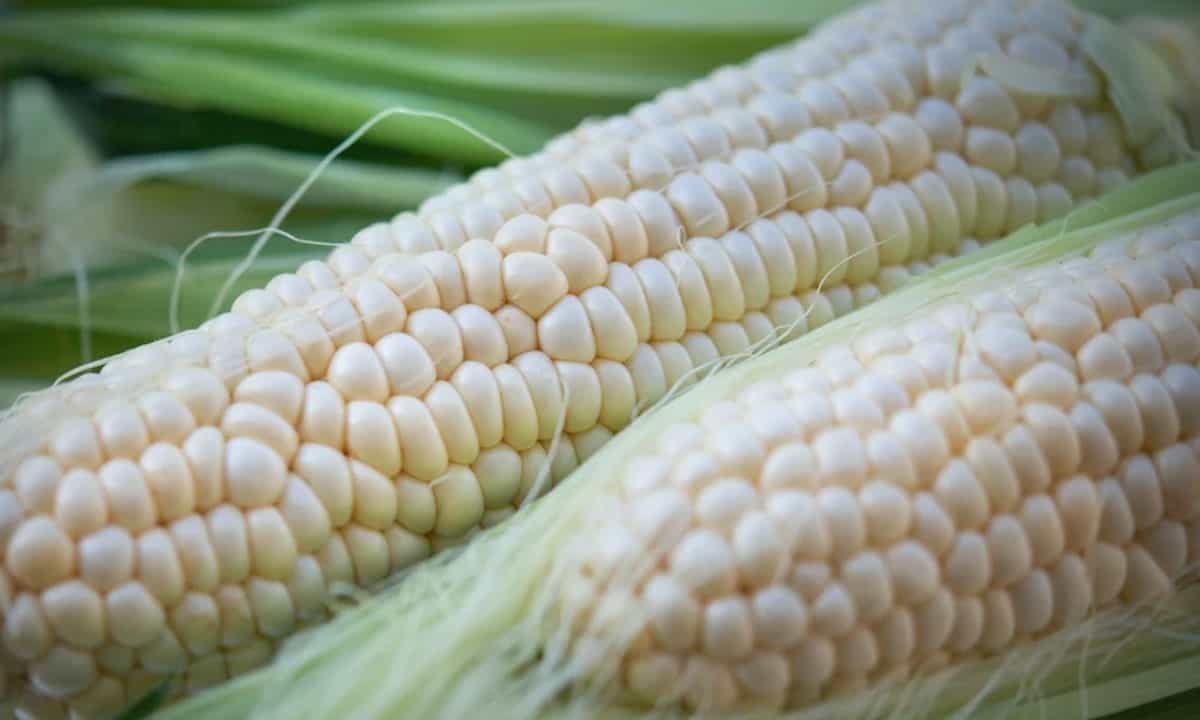 Gobierno de México anuncia arancel de 50% a importaciones de maíz blanco