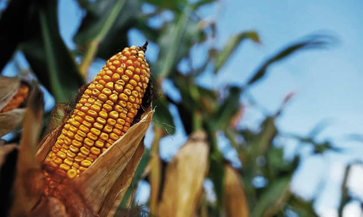 Sader proyecta que la producción de maíz alcanzará los 28.5 millones de toneladas en 2023