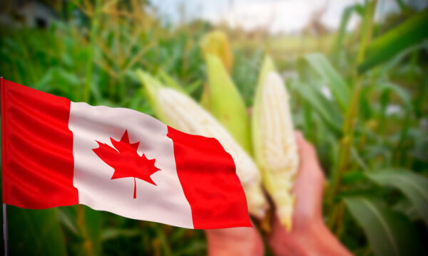 Canadá se suma a EU en queja contra México por prohibición de maíz transgénico