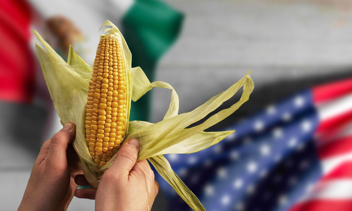 EU intensifica presión contra México por maíz transgénico, buscará panel de resolución bajo el T-MEC