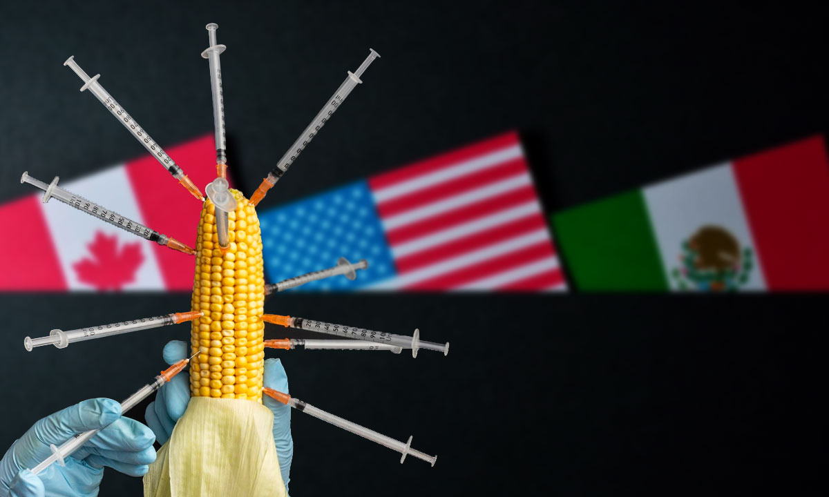 EU lleva a México a un panel de solución de controversias del T-MEC por el maíz transgénico