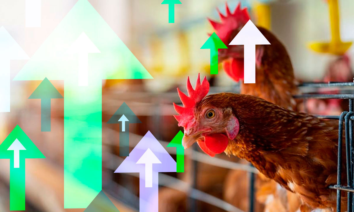 Sader proyecta crecimiento de más de 2% en la industria avícola de México en 2023