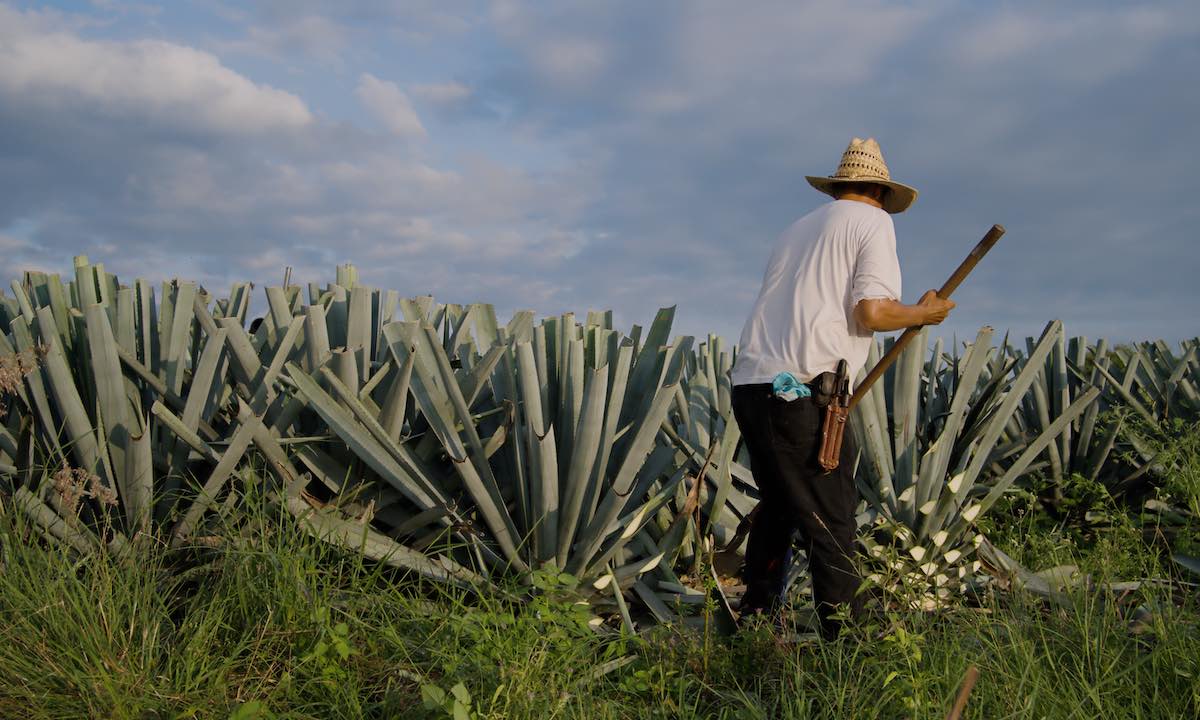 En qué estados de México se puede producir tequila