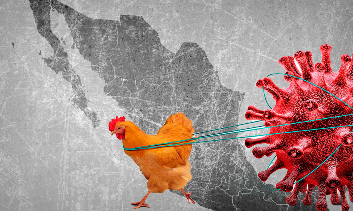 México es declarado territorio libre de influenza aviar subtipo H5N1