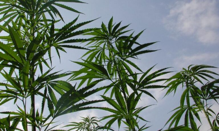 Productores de marihuana y sus derivados esperarán hasta el próximo sexenio para insistir en su regulación