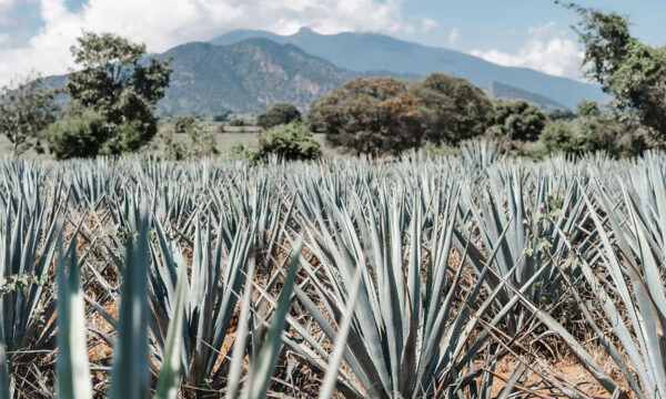 ¿Qué pasará con el tequila? Precio del agave se desplomó 50% durante 2023