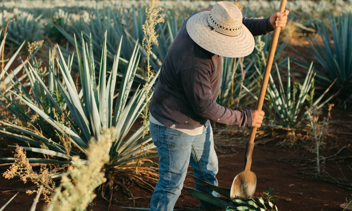 Qué pasará con el tequila tras la caída del precio del agave