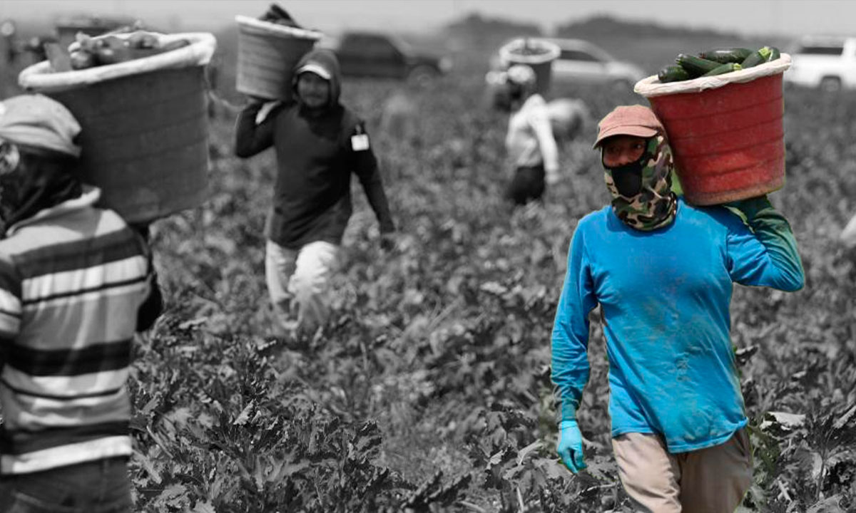 Migrantes en México: fuerza laboral que crece y se regulariza