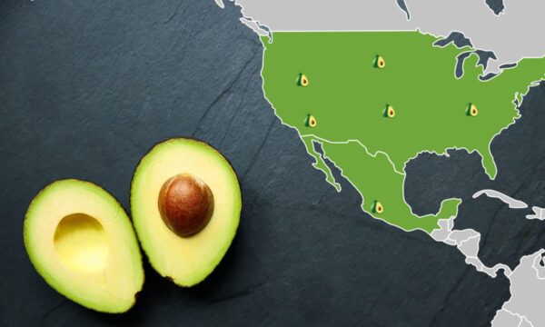 Aguacate, el protagonista mexicano en el Super Bowl; este es el estado que más exportará