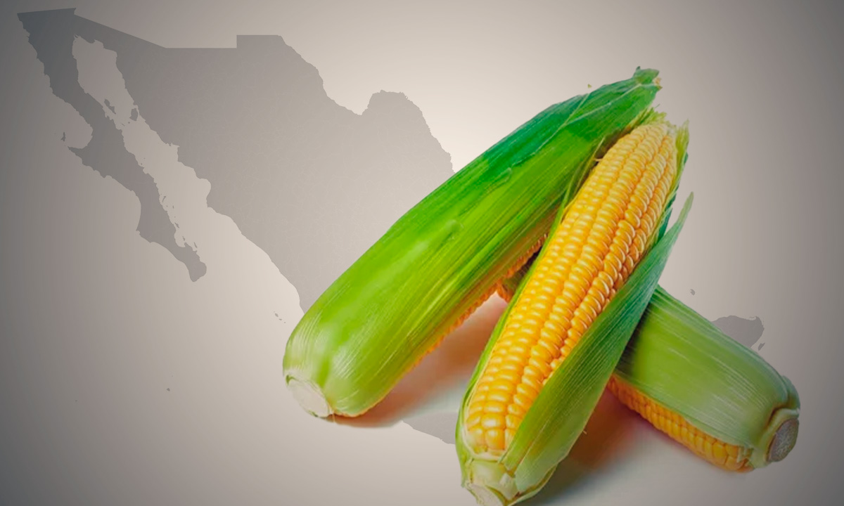 México prevé importar entre 14 y 16 millones toneladas maíz amarillo en 2024