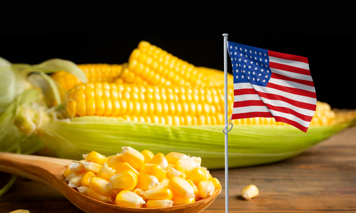 Estados Unidos vende 263,000 toneladas de maíz amarillo a México