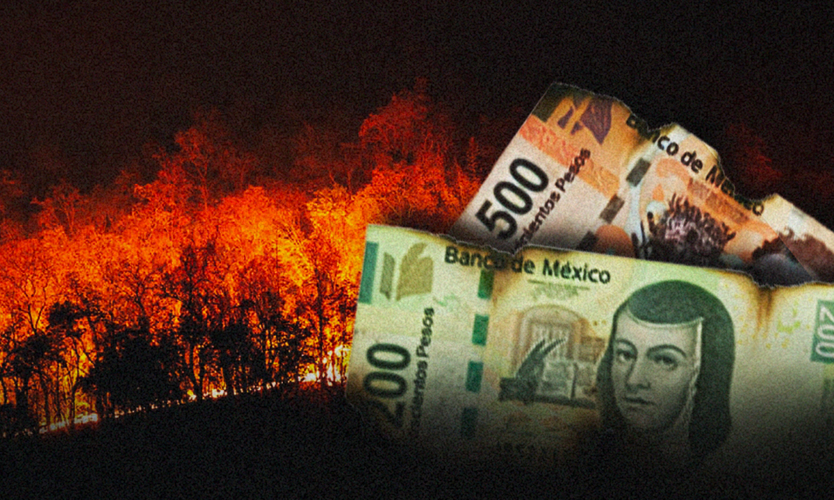 Incendios forestales: ¿Cuánto dinero destina el gobierno a la protección de bosques?
